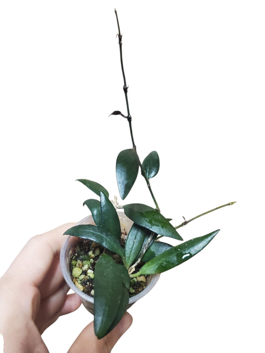 H. parviflora