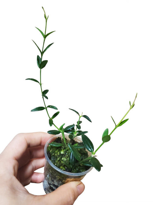 H. engleriana