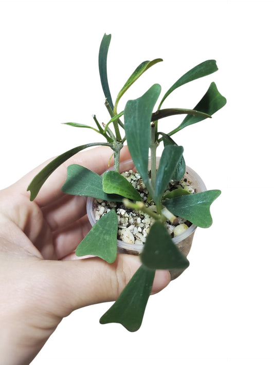 H. manipurensis