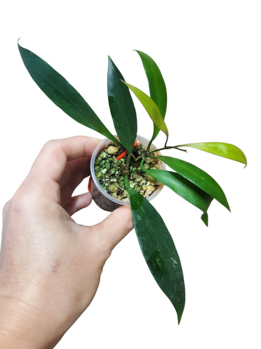 H. sp. ambon