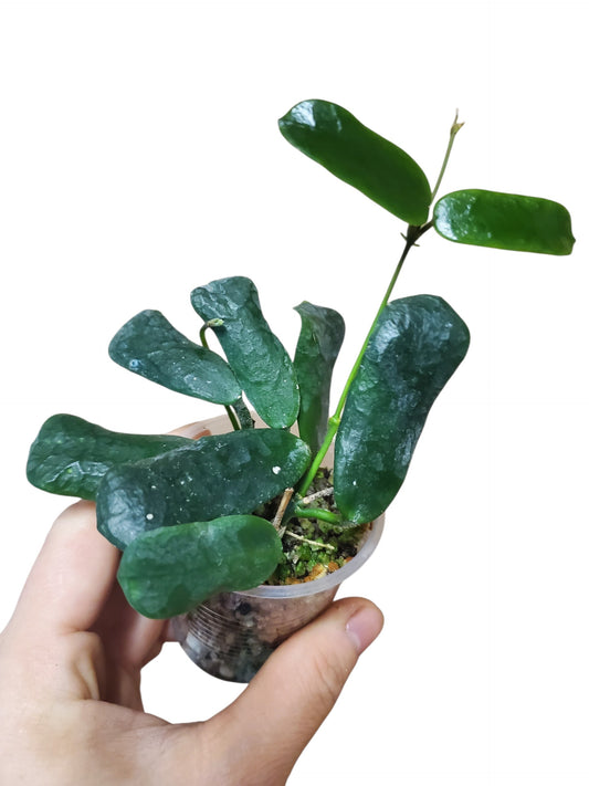 H. rotundiflora