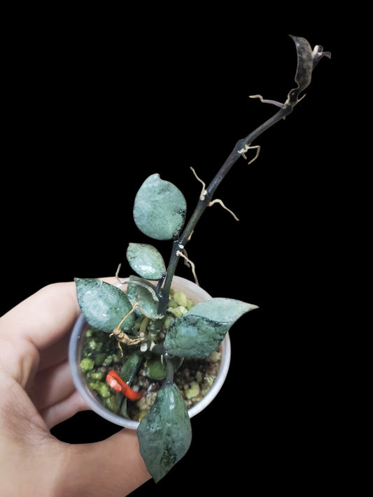 H. lacunosa violet