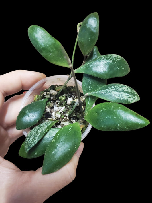 H. brevialata splash