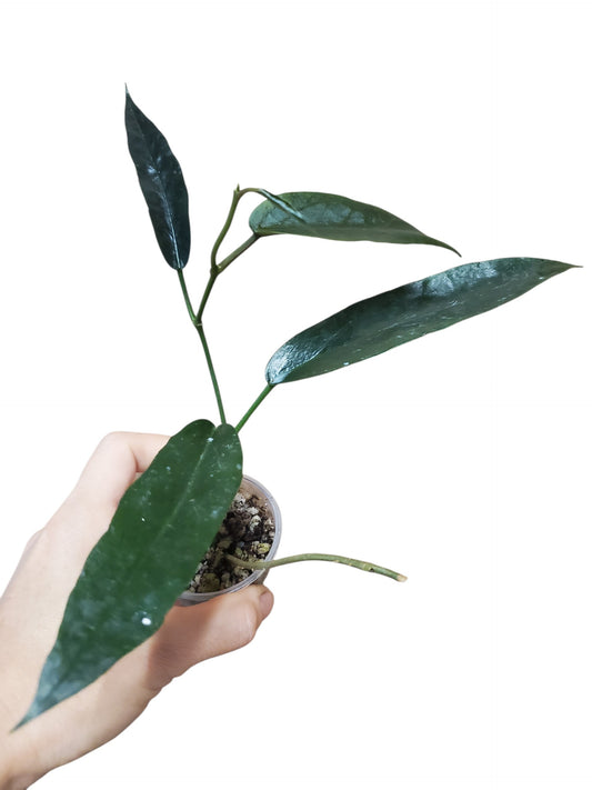 H. stenakei
