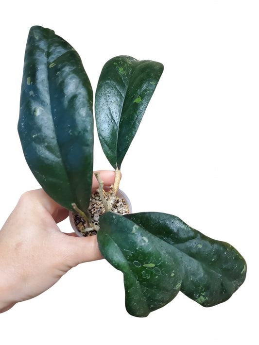 H. leoensis