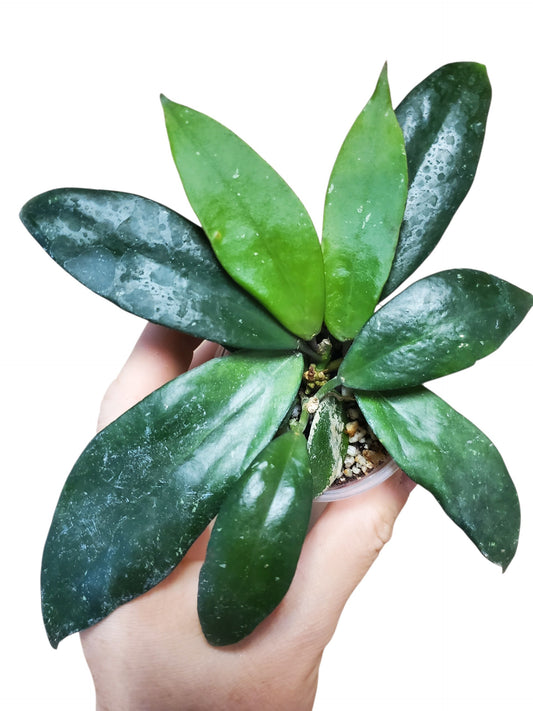 H. nabawaensis