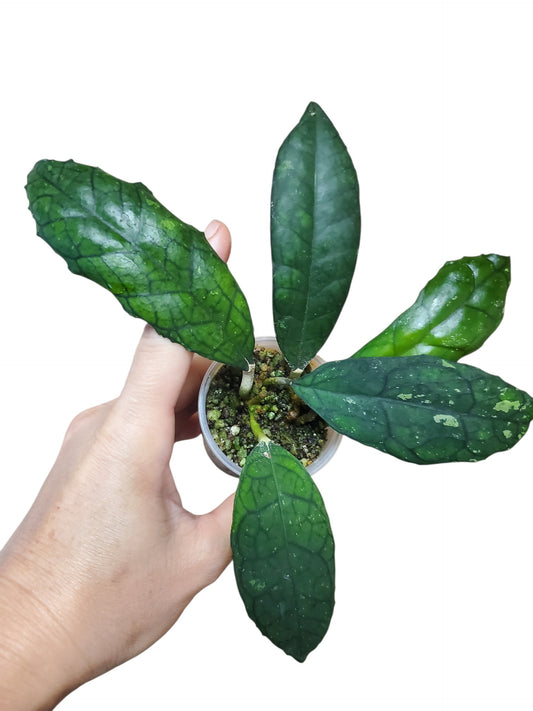 H. finlaysonii