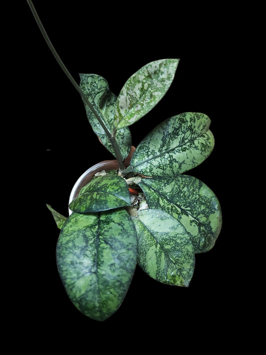 H. crassipetiolata round leaves super splash