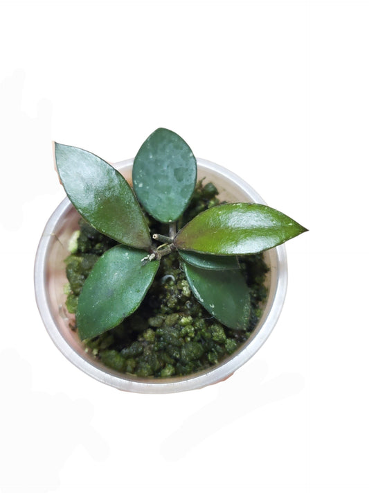 H. sp. Kalimantan mini coin