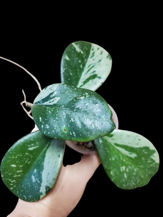 H. pubicalyx x obovata