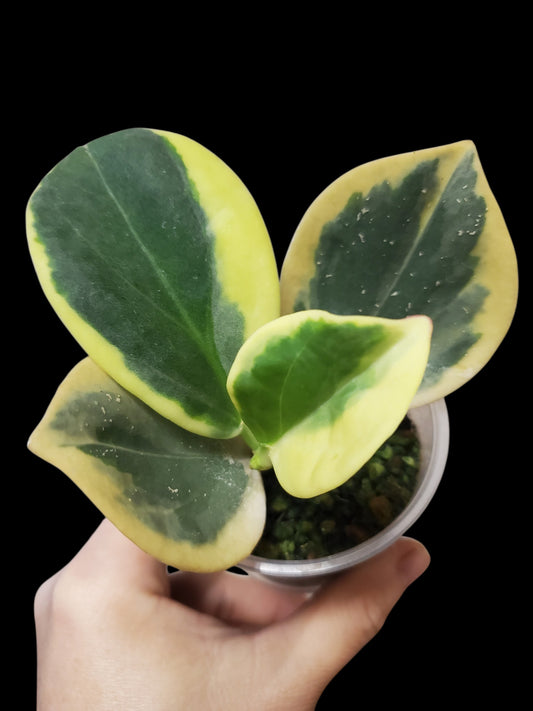H. pachylada albo
