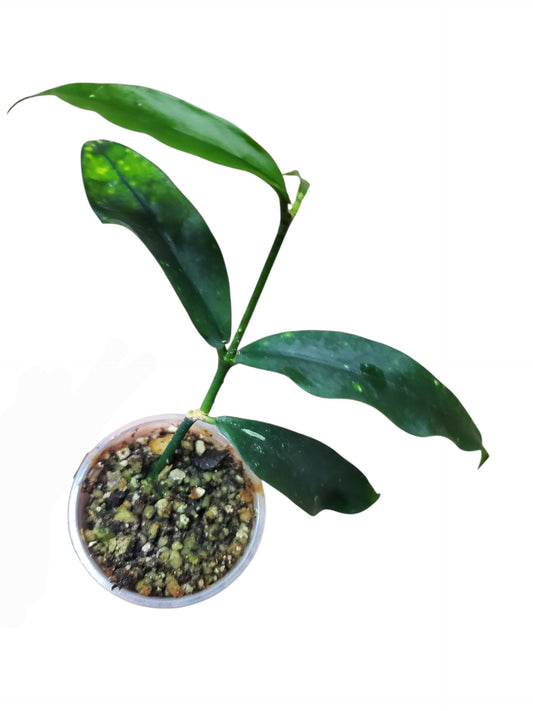 H. Lobbii dark red