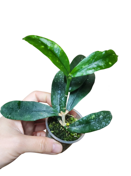H. lobbii orange