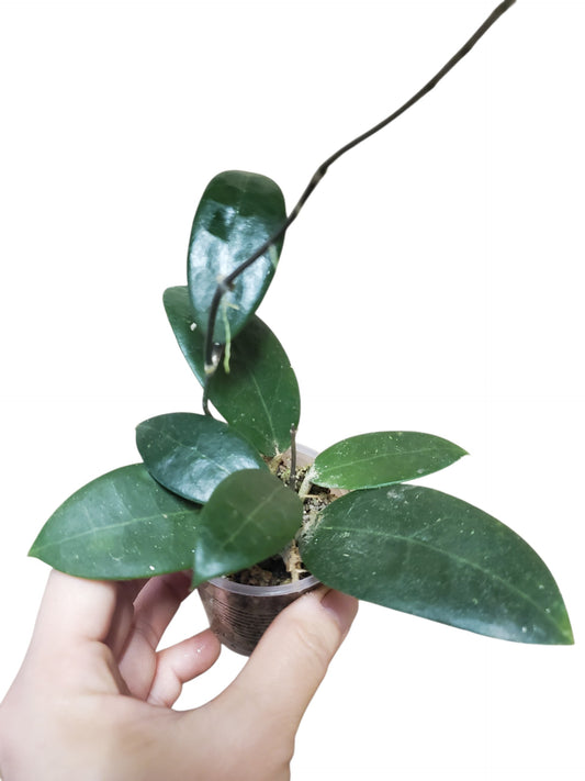 H. Parasitica pink
