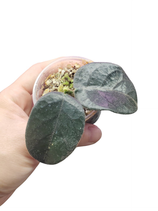 H. globulosa