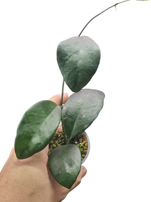 H. nervosa
