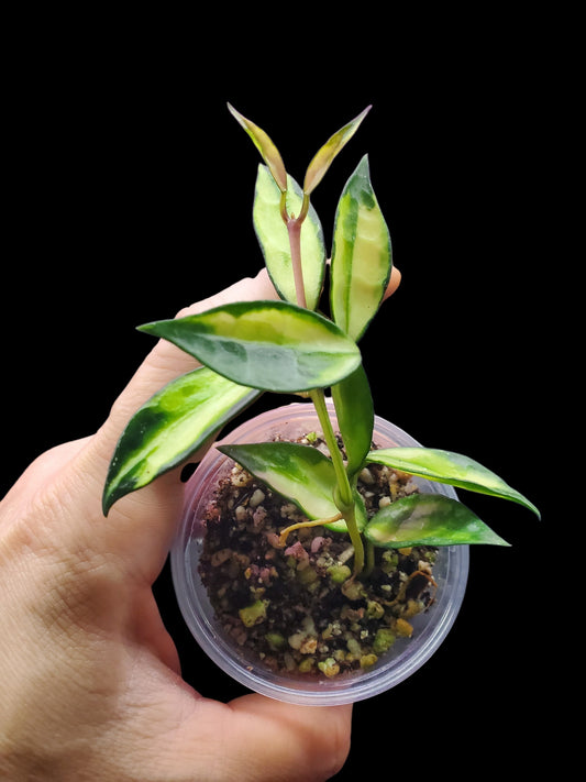 H. lacunosa bruno