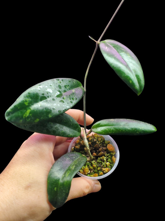 H. aff parasitica pink splash