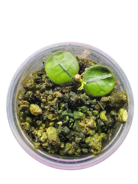 H. Sichuanensis