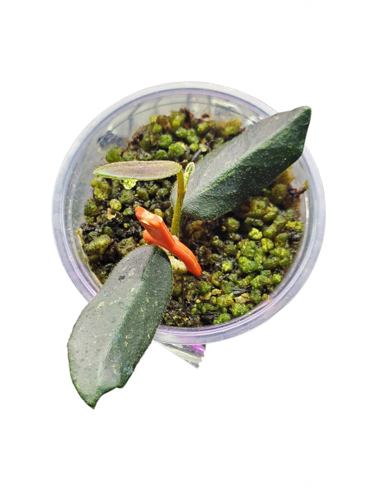 H. wing bean