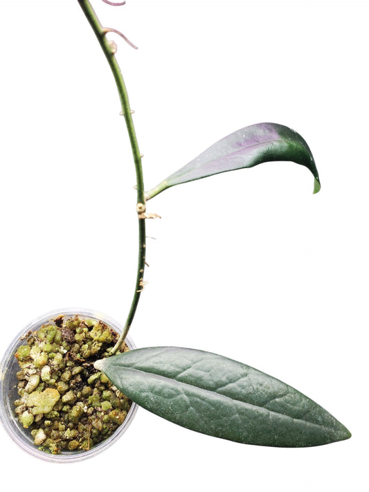 H. sulawesiana
