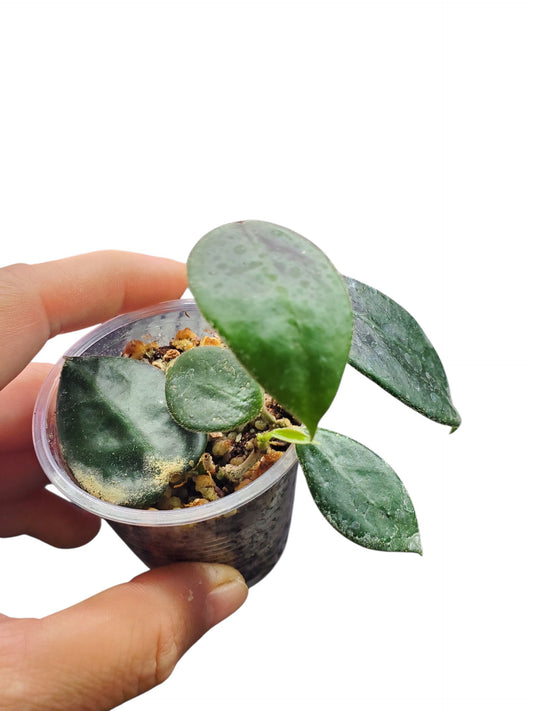 H. vangvienensis