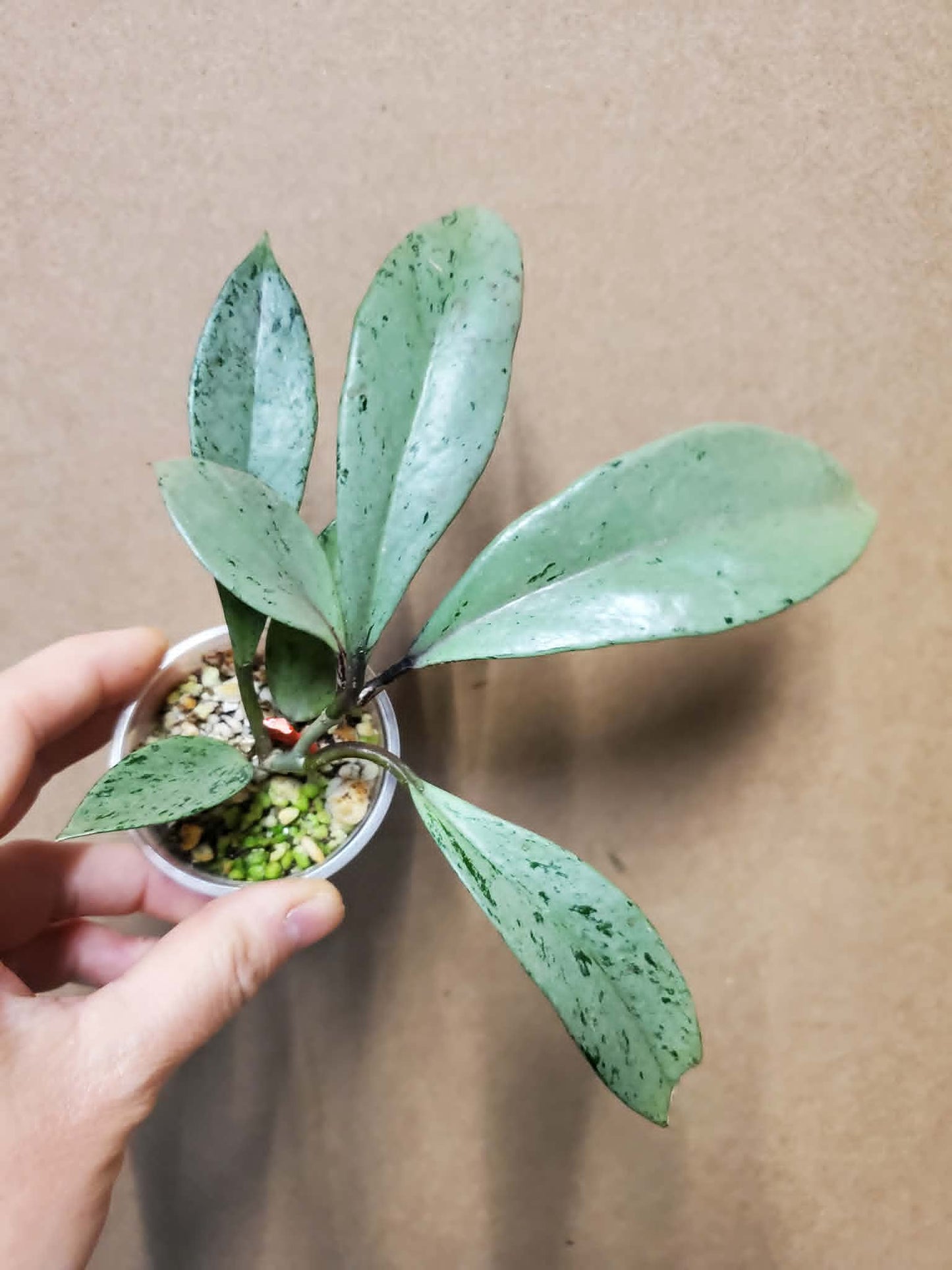 H. pubicalyx pink silver ghost