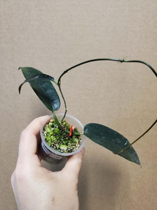H. Cv. Rainforest