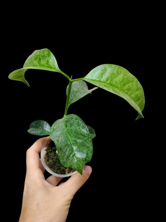 H. multiflora wonderphil