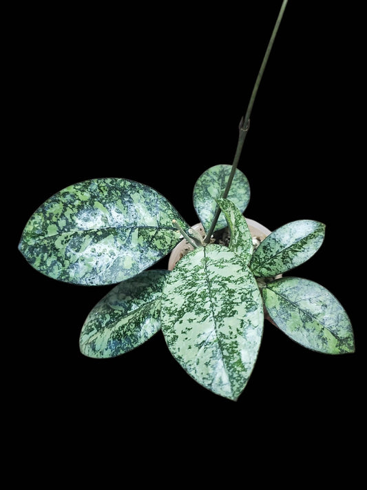 H. crassipetiolata round leaves super splash