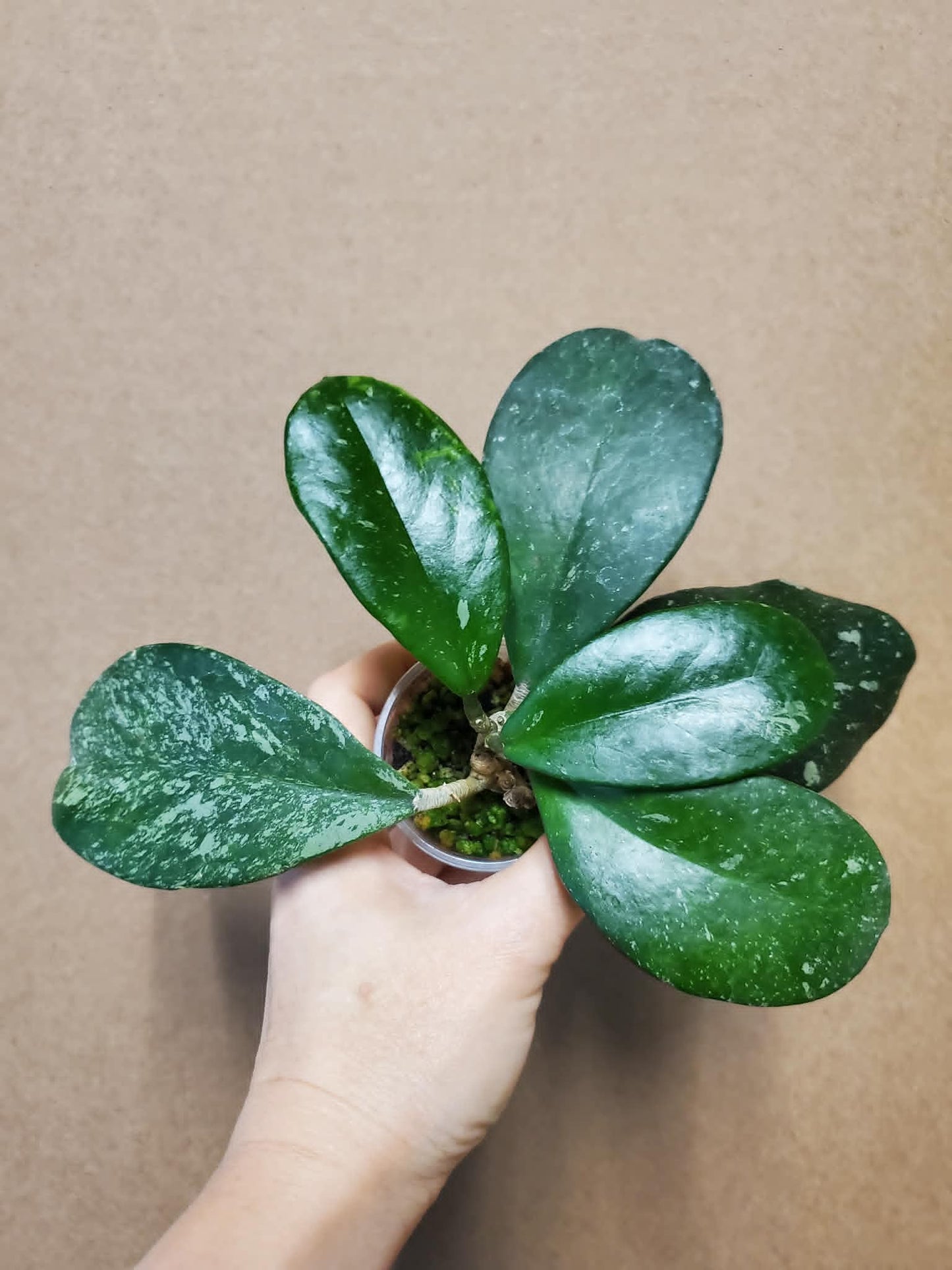 H. pubicalyx x obovata