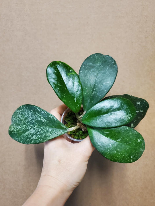 H. pubicalyx x obovata