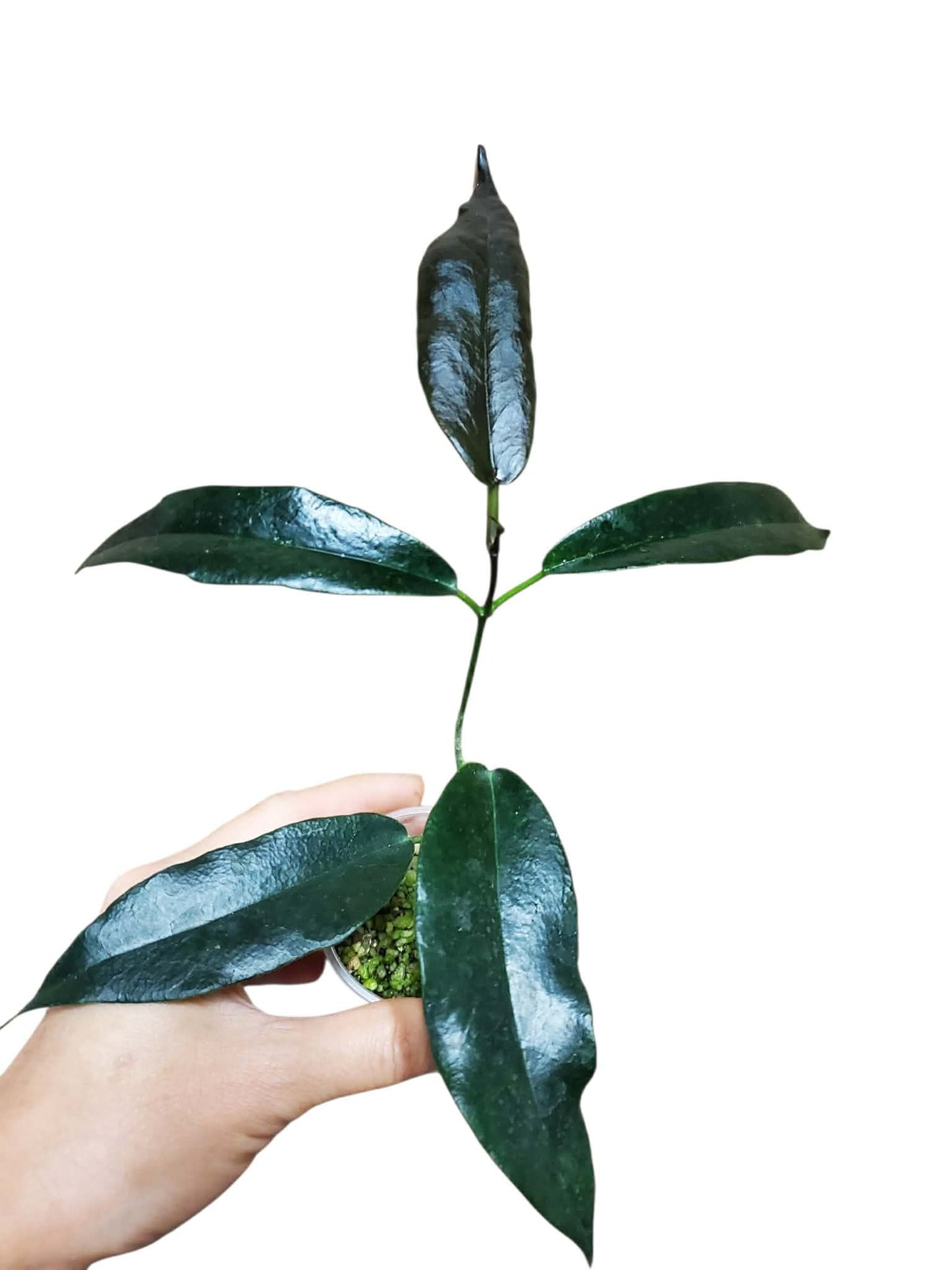 H. kaimuki
