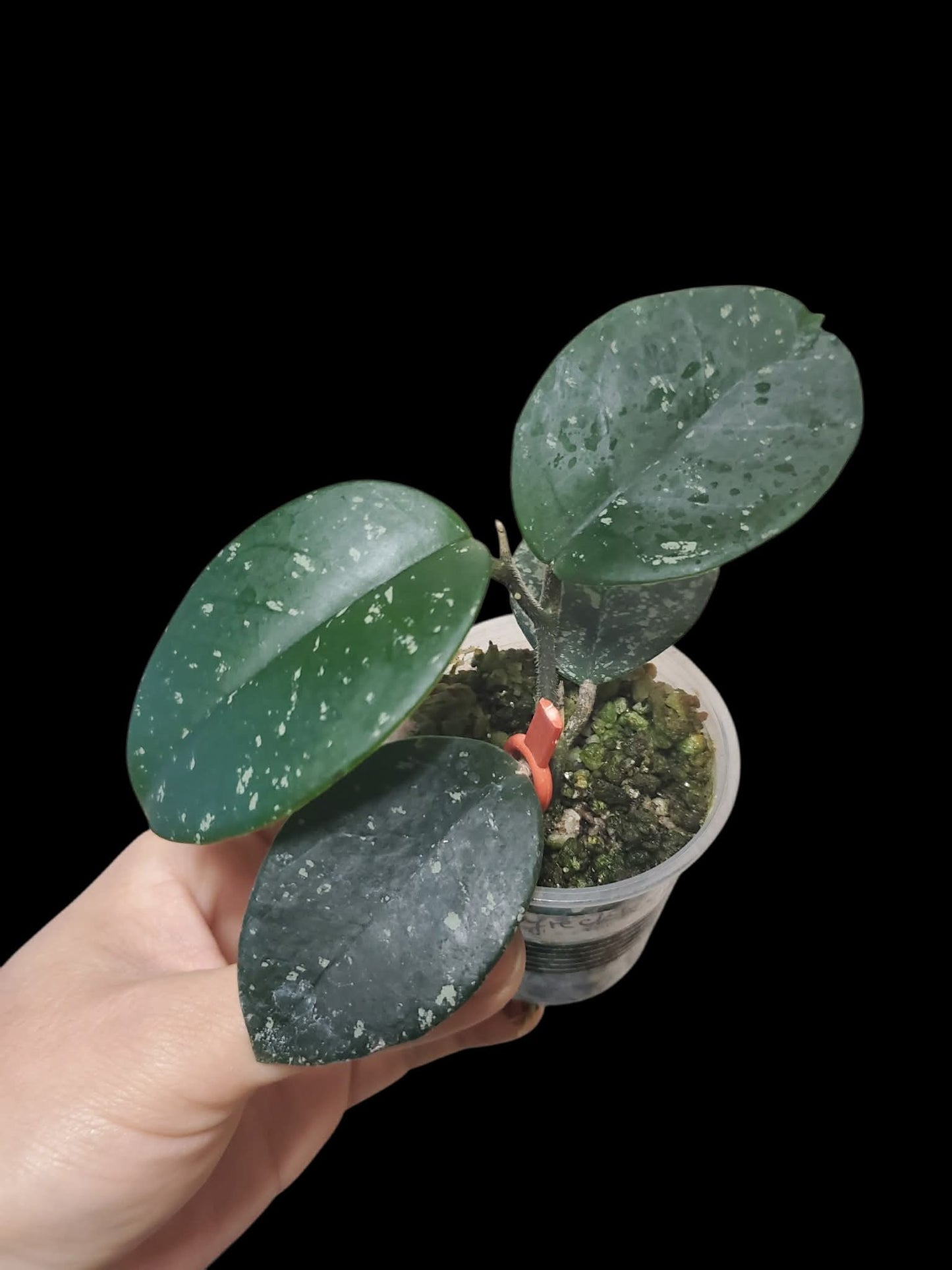 H. freckles splash