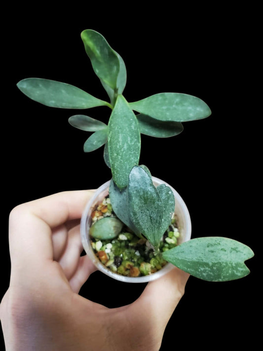 H. nummularioides splash