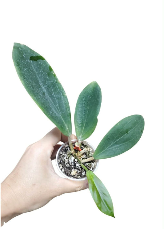 H. benguetensis