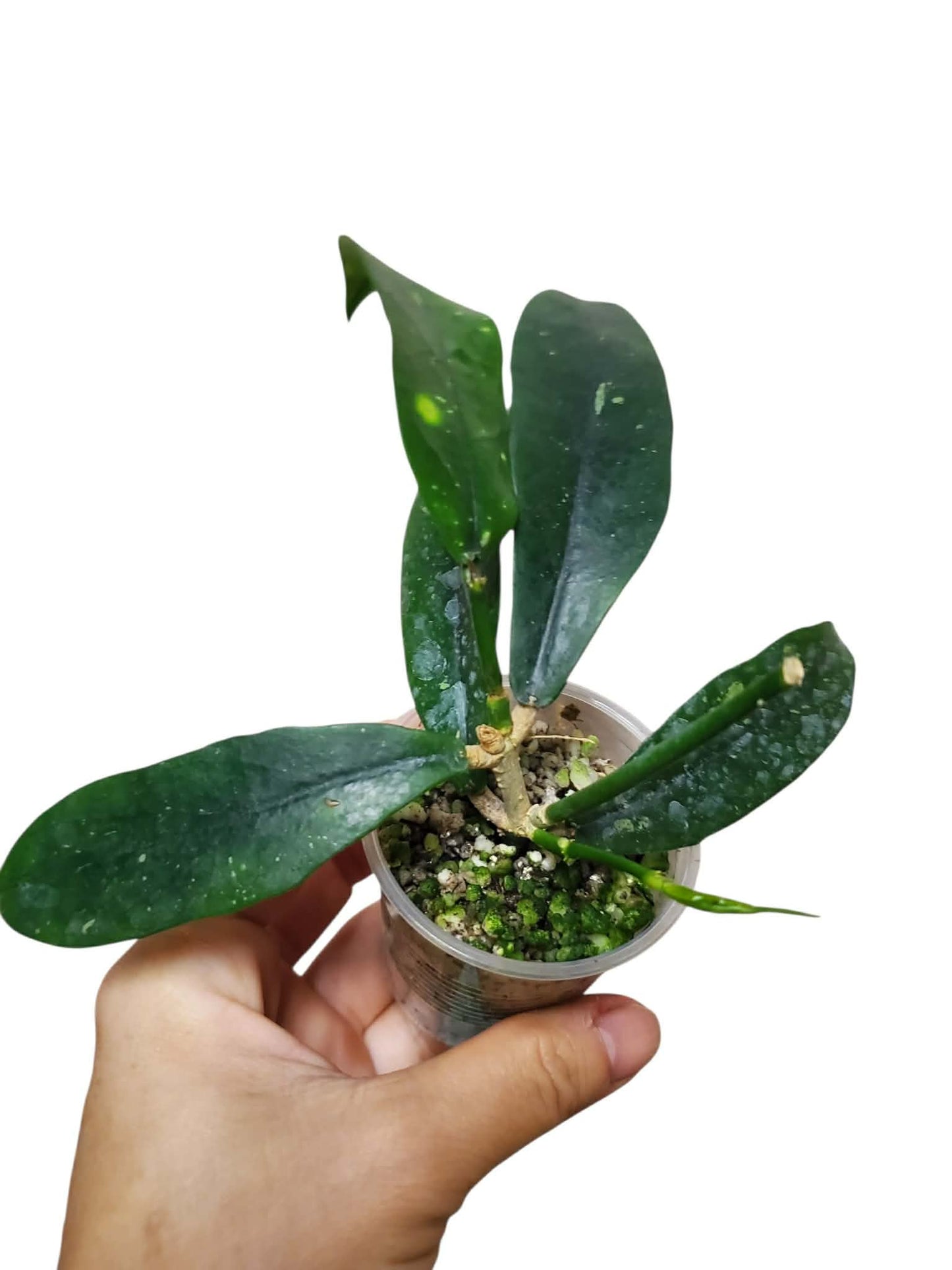 H. lobbii orange