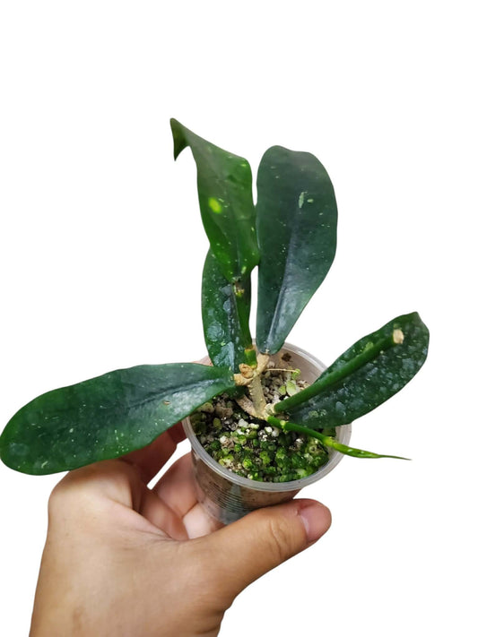 H. lobbii orange