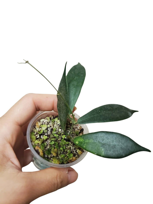 H. patella white