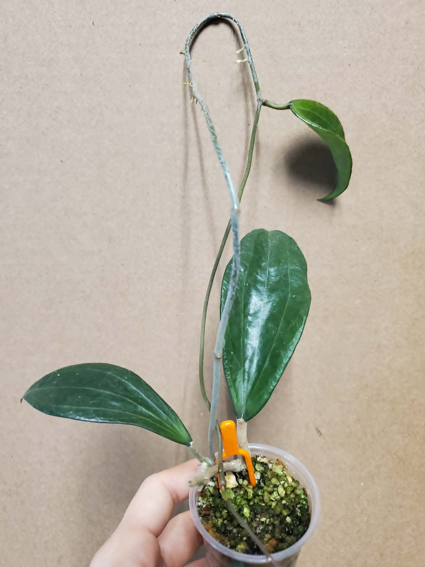 H. cinnamomifolia var cinnamomifolia