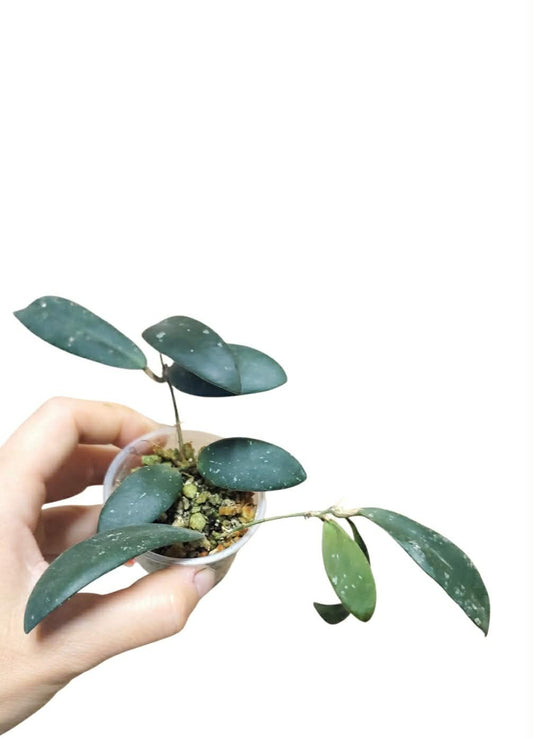 H. sigillatis sp. Aceh