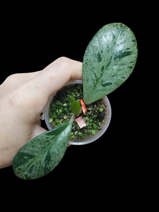 H. pubicalyx x obovata