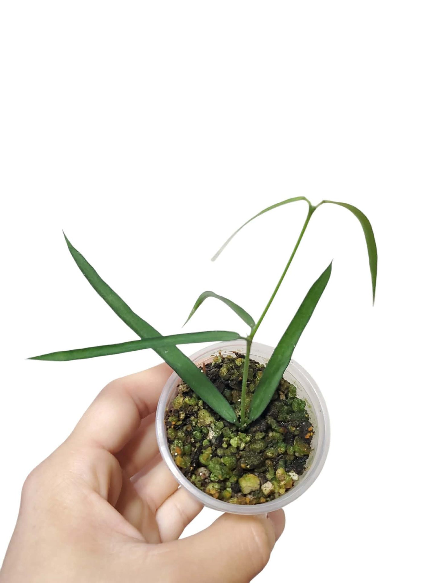 H. pandurata angustifolia