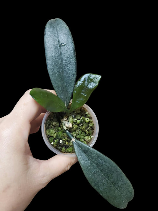 H. griffithii silver