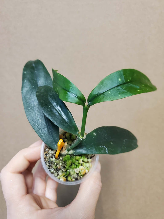H. lobbii orange