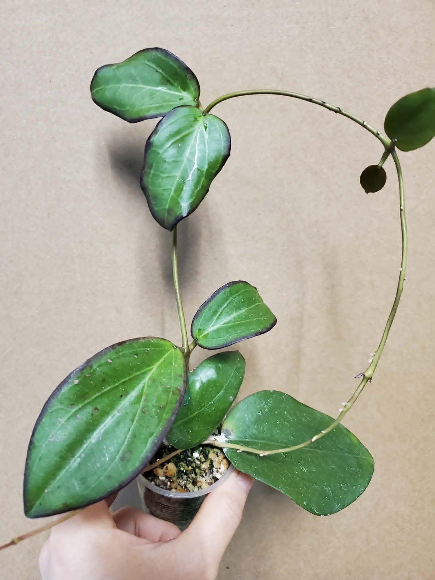 H. Jennifer x erythrina