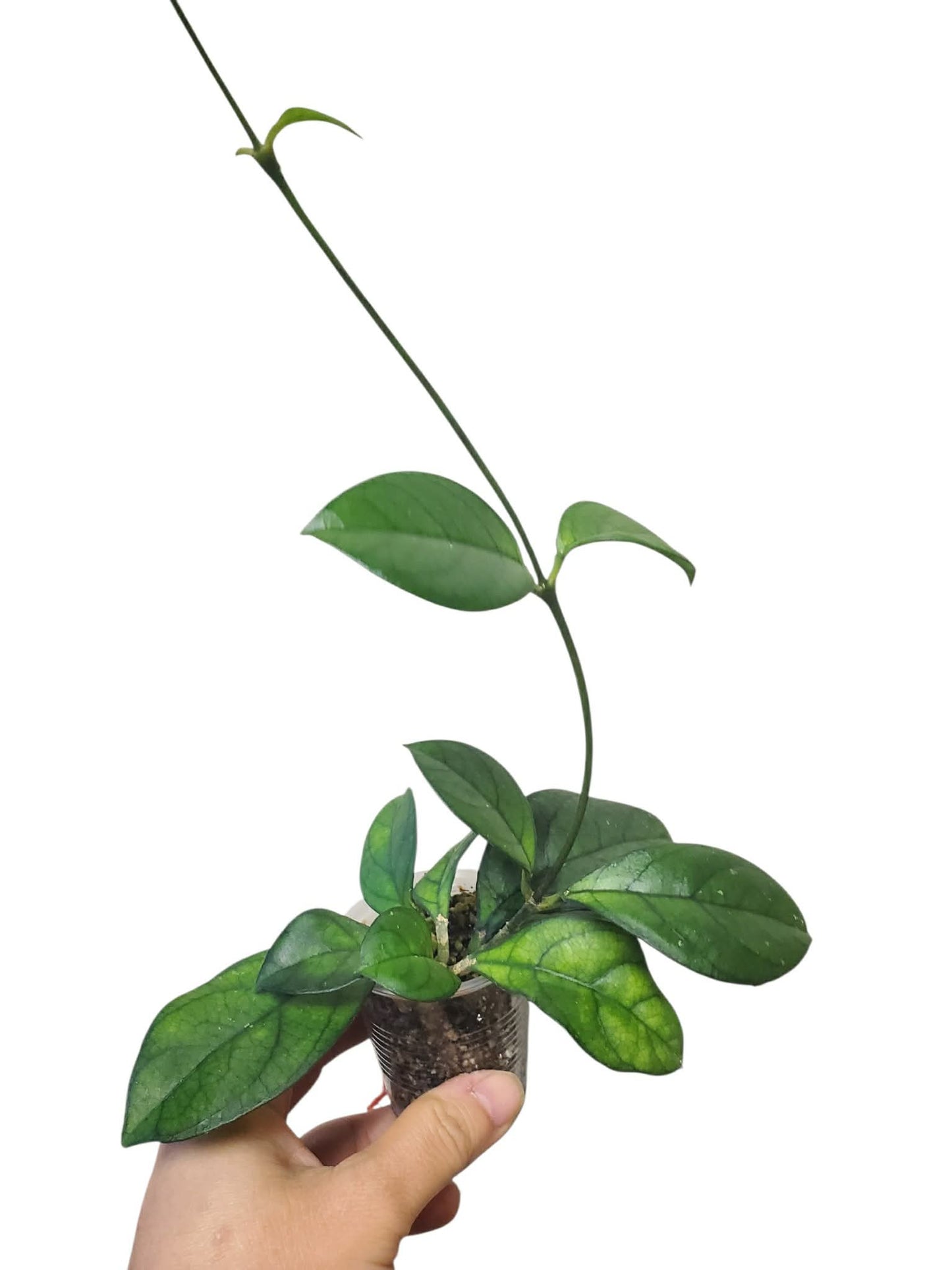 H. crassipetiolata round leaves