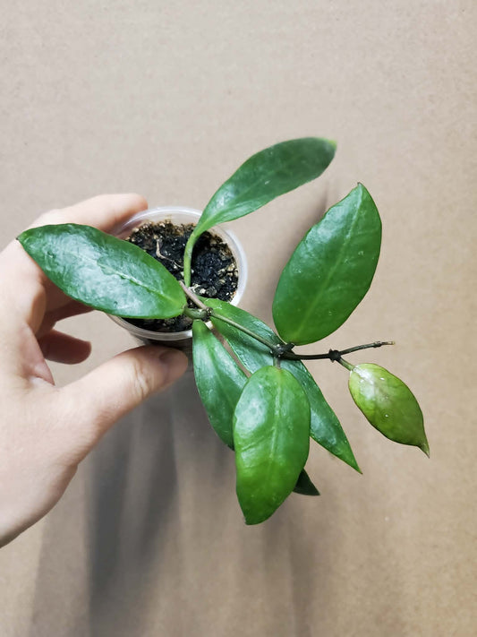 H. sp. ambon