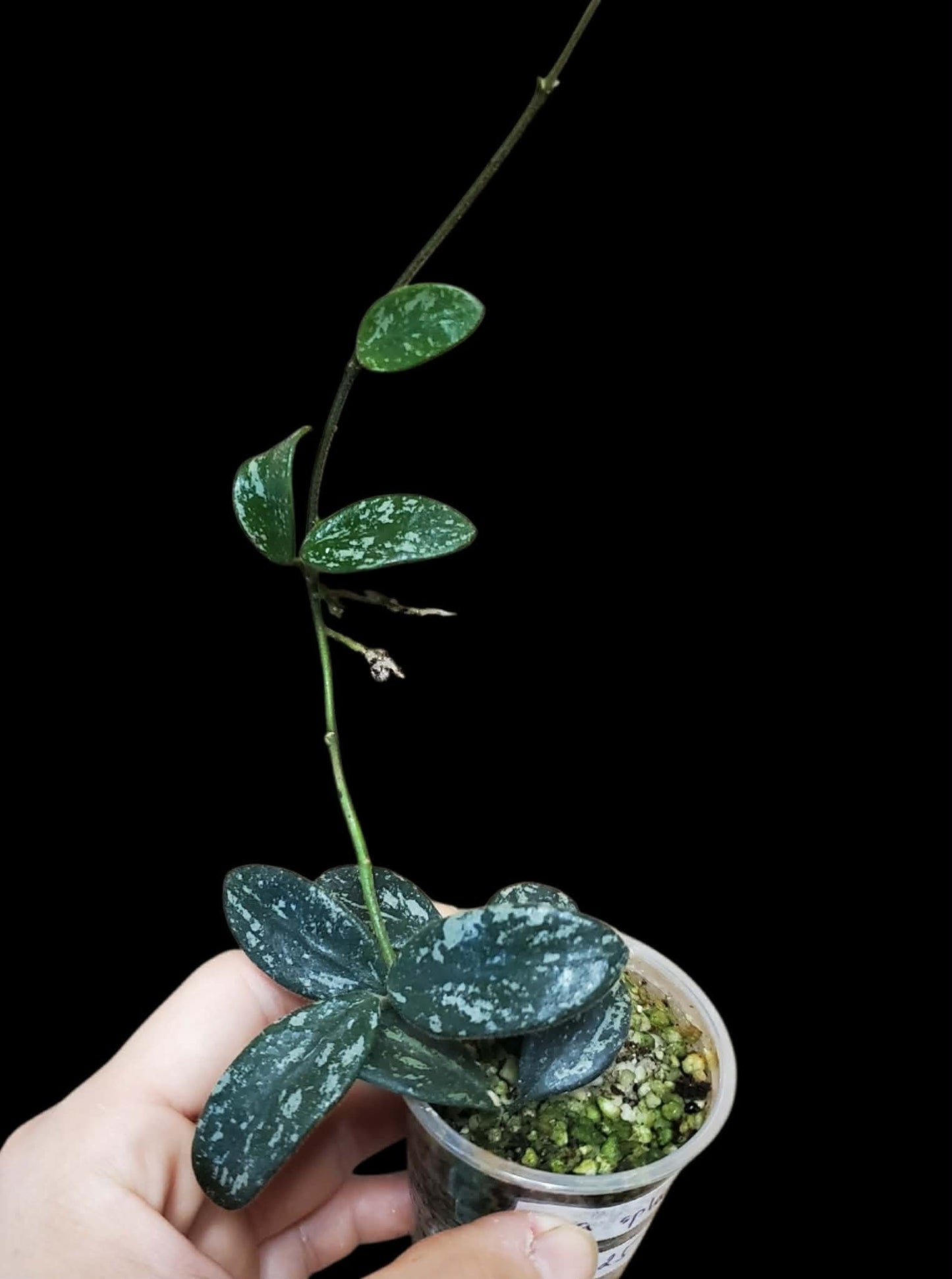 H. lima splash