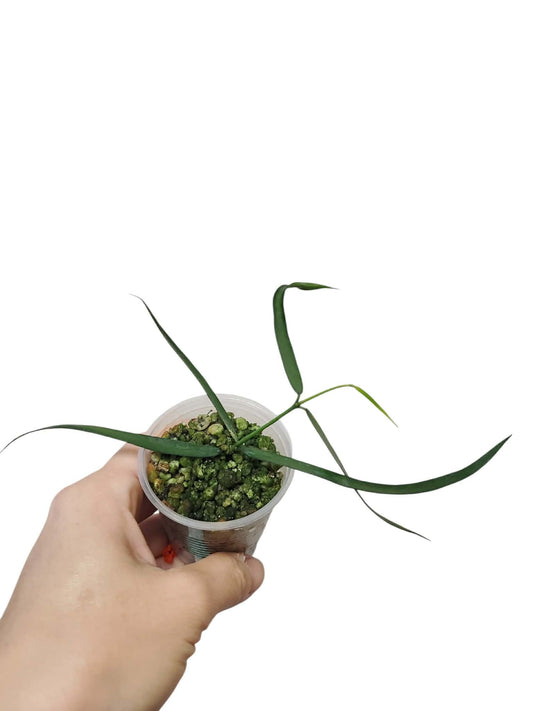 H. pandurata angustifolia